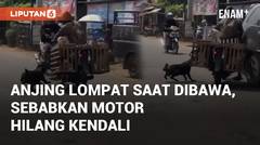 Detik-detik Anjing Lompat Saat Dibawa, Sebabkan Motor Hilang Kendali di Pekalongan