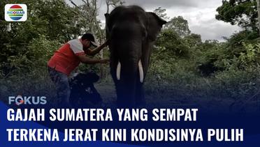 Gajah Sumatera yang Terkena Jerat di Hutan Dua Tahun Lalu Kondisinya Telah Pulih | Fokus