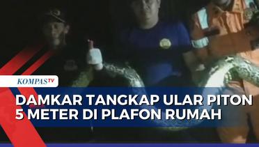 Damkar Kabupaten Pinrang Tangkap Ular Piton 5 Meter di Plafon Rumah Warga