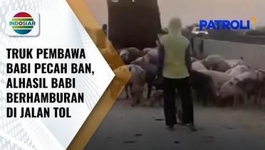 Truk Pengangkut Babi Pecah Ban dan Terguling hingga Tumpahkan Puluhan Babi di Jalan Tol | Patroli