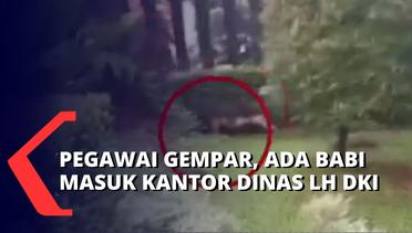 Heboh! Detik-Detik Seekor Babi Terobos Masuk Ruang Kerja Kantor Dinas LH DKI Jakarta