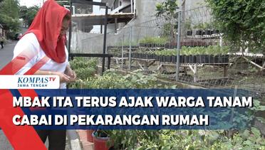 Mbak Ita Ajak Warga  Kota Semarang Tanam Cabai di Pekarangan Rumah