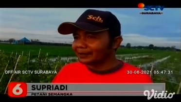 Diguyur Hujan, Puluhan Hektar Semangka di Jombang Gagal Panen