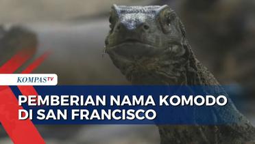 2 Komodo di Kebun Binatang San Francisco Diberi Nama Sika dan Rinca