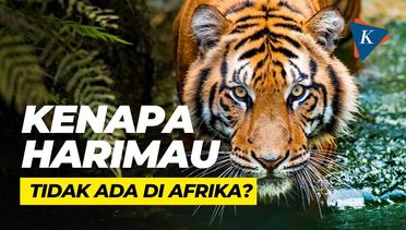 Kenapa Harimau Tidak Ada di Afrika?