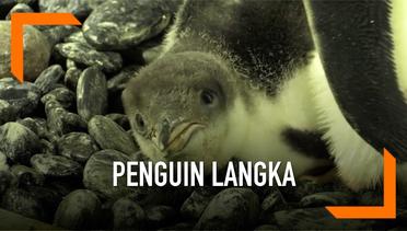 Bayi Penguin Langka Lahir di Inggris
