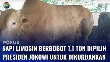 Presiden Jokowi Pilih Sapi Limosin 1,1 Ton untuk Kurban di Provinsi Kep Bangka Belitung | Fokus