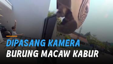 Tidak Nyaman Dipasang Kamera, Burung Macaw Kabur Dari Rumah Pemiliknya