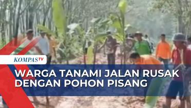 Puluhan Tahun Tak Diperbaiki, Warga Tulang Bawang Barat Lampung Tanam Pohon Pisang di Jalan Rusak!