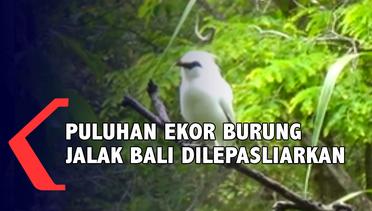 Puluhan Ekor Burung Jalak Bali Dilepasliarkan