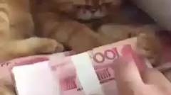 ternyata kucing juga suka duit ? hehe