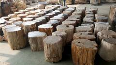 company profil petrified wood Indonesia | PT. SHS 