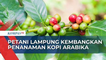 Petani Kopi di Lampung Mulai Kembangan Kopi Jenis Arabika dengan Penanaman Sistem Pagar