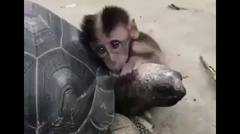 Persahabatan Monyet dan Penyu | Mengharukan!!