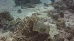 Red Sea Liveaboard Diving 2013