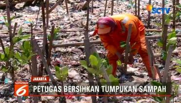 Puluhan Ton Sampah Genangi Mangrove Teluk Jakarta - Liputan6 Petang Terkini