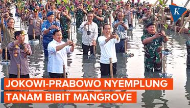 Momen Jokowi dan Prabowo Nyemplung Tanam Mangrove di Taman Wisata Alam Angke