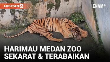 Seekor Harimau di Medan Zoo Kritis Tak Lama Setelah Ditinggal Mati Nurhaliza
