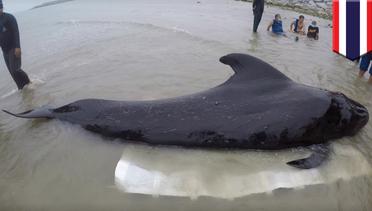 Ditemukan 80 plastik di dalam perut paus di Thailand - TomoNews