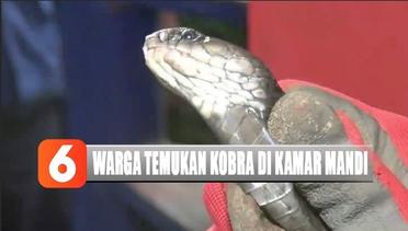 Waduh Ngeri! Ular Kobra 1,5 Meter Muncul di Kamar Mandi, Warga di Kembangan Jakbar Geger