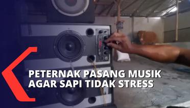 Cegah PMK, Peternak di Lumajang Pasang Musik Agar Sapi Tidak Stres