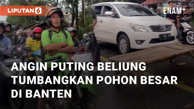 Viral Angin Puting Beliung Tumbangkan Pohon Besar di Banten