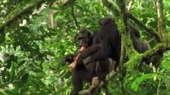 Kelakuan Monyet Dan Simpanse