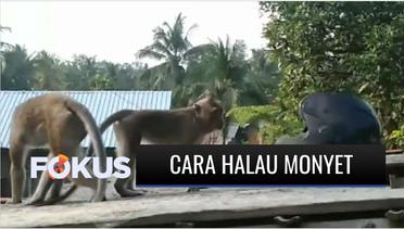 Warga Desa Cikakak Banyumas Halau Monyet Pengganggu dengan Ban Bekas | Fokus