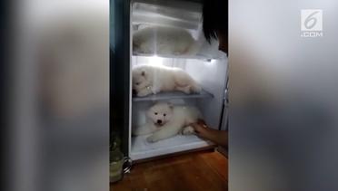 Panas, Tiga Anak Anjing Ini Tidur di Kulkas