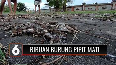 Ribuan Burung Pipit Mati Mendadak di Bali, Ini Kata BKSDA | Liputan 6
