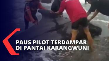 Paus Pilot Sepanjang 3 Meter Terdampar di Pantai Karangwuni dalam Keadaan lemas dan Terluka