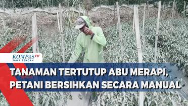 Tanaman Tertutup Abu Merapi, Petani Bersihkan Secara Manual