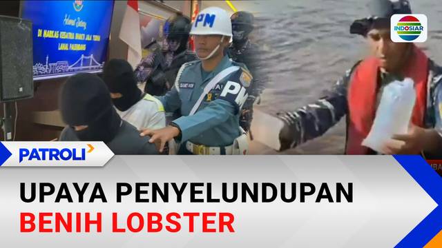 Upaya Penyelundupan Benih Lobster | Patroli