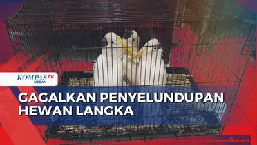 Polda Sumatera Utara Gagalkan Penyelundupan 7 Kakatua Jambul Kuning ke Thailand