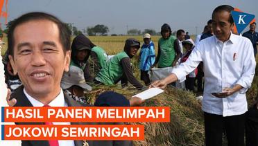 Jokowi Senang Panen Padi di Subang Capai 9 Ton Per Hektare