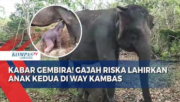Kabar Gembira, Gajah Riska Lahirkan Anak Kedua di Way Kambas