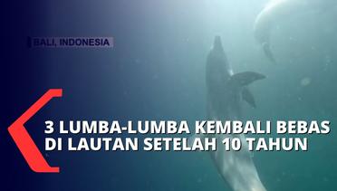 Setelah 10 Tahun Hidup di Penangkaran, 3 Lumba-lumba Hidung Botol Dibebaskan ke Laut Indonesia