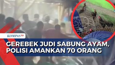 Polda Metro Jaya Gerebek Arena Judi Sabung Ayam! 70 Orang dan Barang Bukti Diamankan
