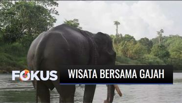 Berwisata Bersama Gajah Sumatra di CRU Serbajadi Aceh Timur | Fokus