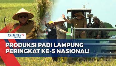 Panen Raya, Produksi Padi Lampung Peringkat ke-5 Nasional