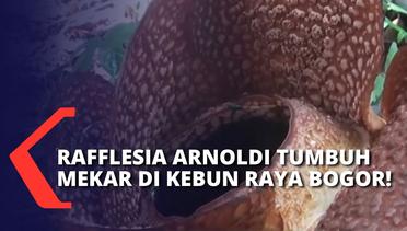 16 Tahun Dikembangkan oleh Peneliti, Bunga Rafflesia Arnoldi Mekar di Kebun Raya Bogor!