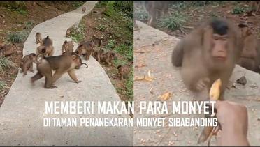 Detim Manik Memberi Makan Para Monyet di Taman Penangkaran Sibaganding
