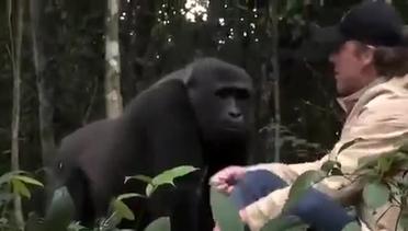 Harunya Pertemuan Kembali Gorilla dan Pengasuhnya