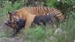 Tiger attack wild Boar fighting LIVE - Jim Corbett National Park, Ramnagar
