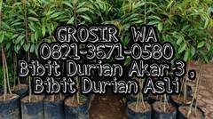 GROSIR, WA 0821-3671-0580, Bibit Durian Akar 3 , Bibit Durian asli