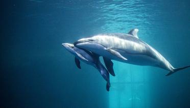 Menakjubkan, Proses Kelahiran Lumba-lumba yang Tertangkap Kamera
