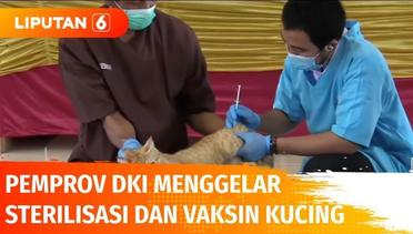 Tekan Populasi, 100 Ekor Kucing Liar Disterilisasi dan Diberi Vaksin Rabies | Liputan 6