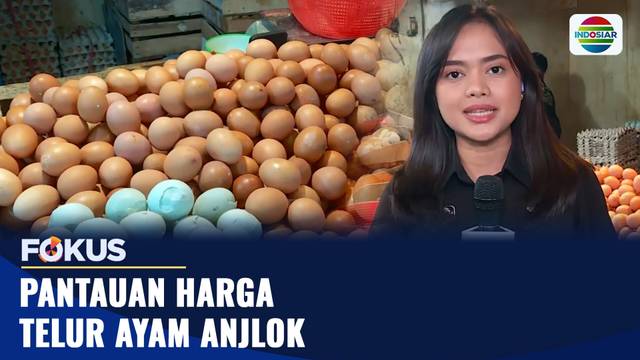 Pantauan Harga Telur Ayam Anjlok | Fokus