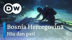DW Going Wild 04 - Bosnia Hercegovina_Hiu dan Pari