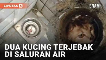 Viral Dua Kucing Terjebak di Saluran Air Kamar Mandi